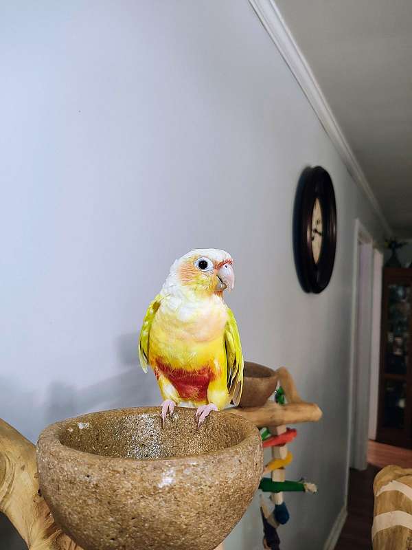 green-cheek-conure-for-sale-in-danielsville-ga