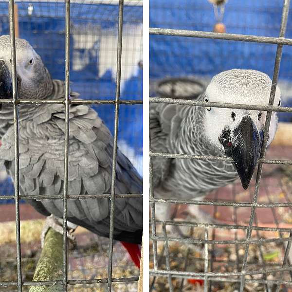 adult-bird-for-sale-in-hutto-tx