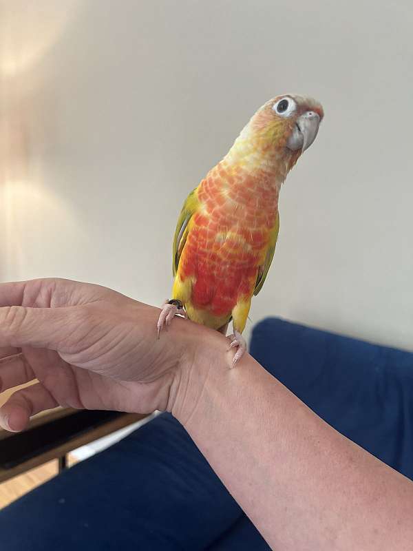 green-cheek-conure-for-sale