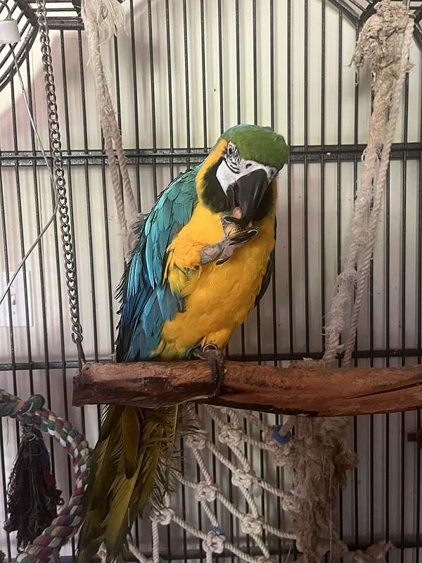 macaw-blue-gold-macaw-for-sale-in-harrisburg-pa