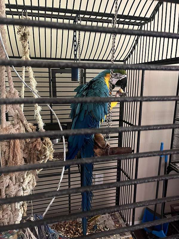 macaw-for-sale