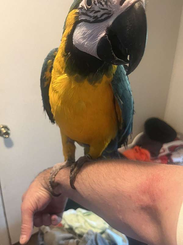 macaw-for-sale-in-harrisburg-pa