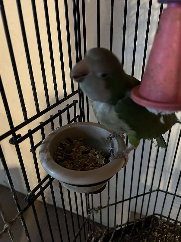 quaker-parrots-for-sale