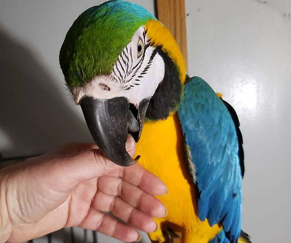 blue-gold-macaw-for-sale-in-allegan-mi