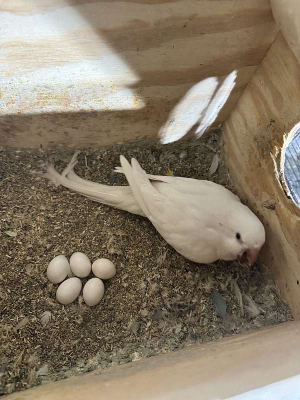 albino-blue-bird-for-sale-in-stafford-va