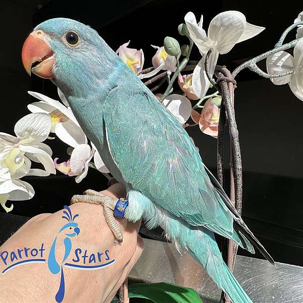 Baby Blue Turquoise Indian Ringneck Available at Parrot Stars!