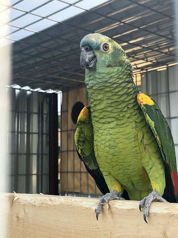 amazon-parrot-for-sale