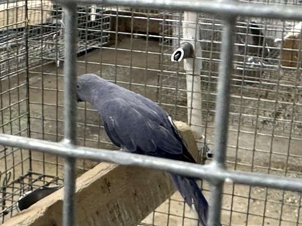 purple-bird-for-sale-in-okla-city-ok