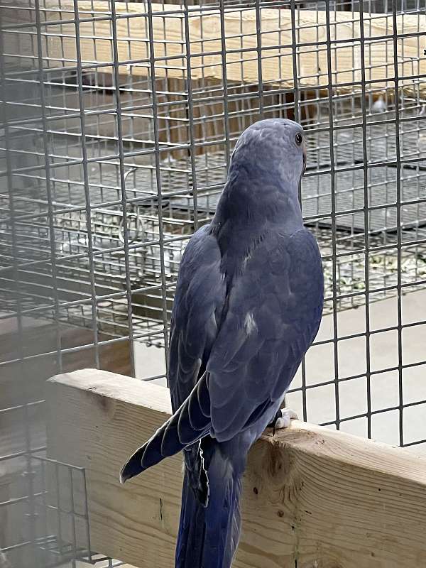 female-bird-for-sale-in-okla-city-ok