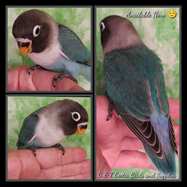 lovebird-for-sale