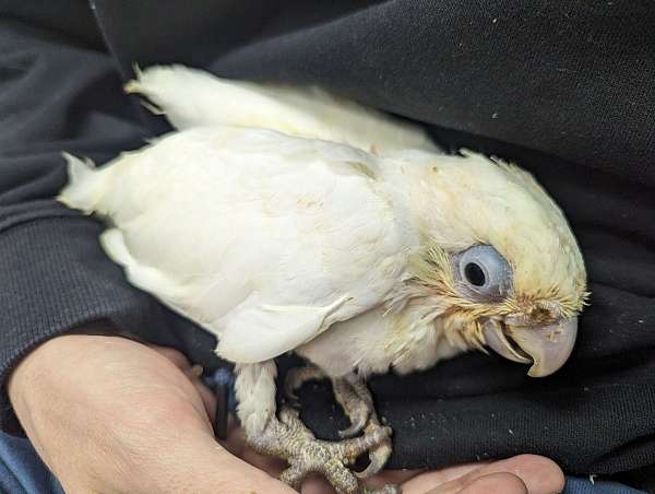 goffin-cockatoo-for-sale