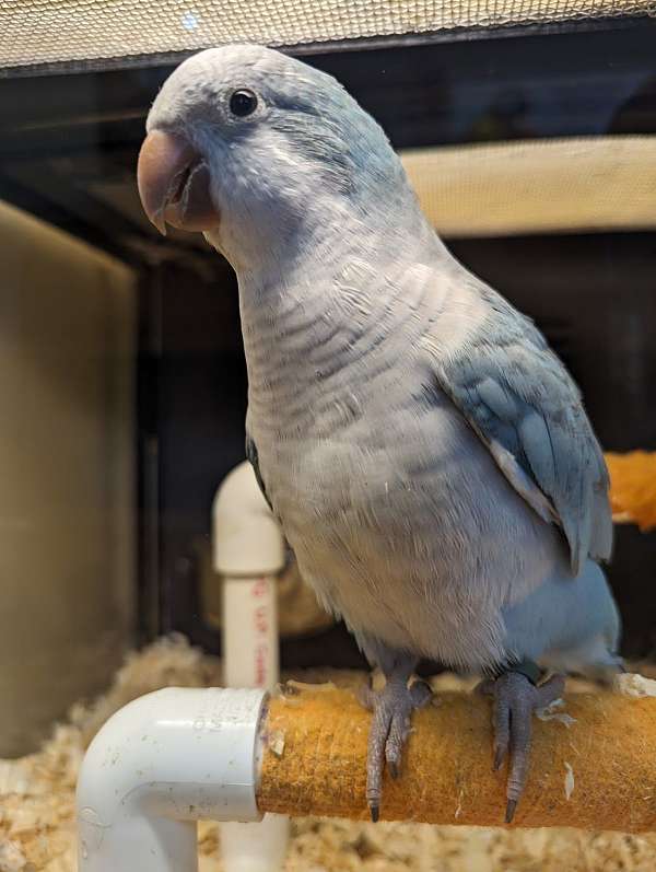 quaker-parrots-for-sale