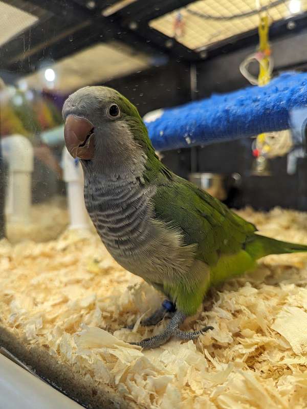 quaker-parrots-for-sale