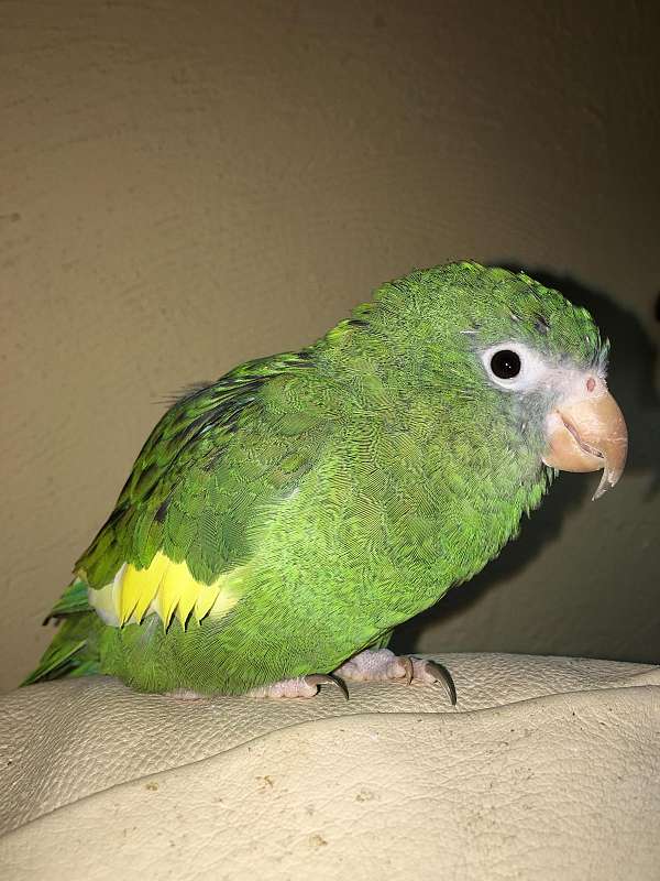 parrot-for-sale