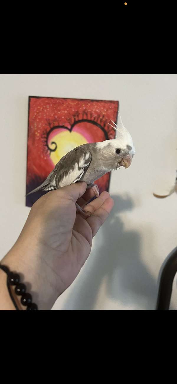 Cockatiels babies