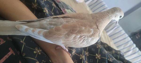 singing-ringneck-dove-for-sale