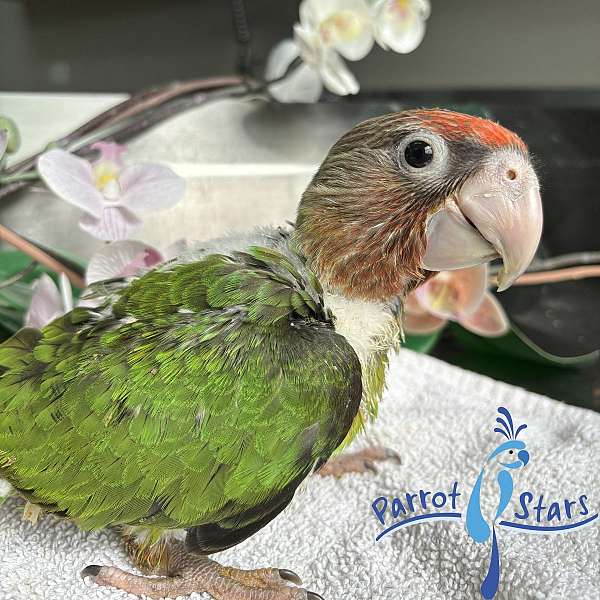 parrot-for-sale