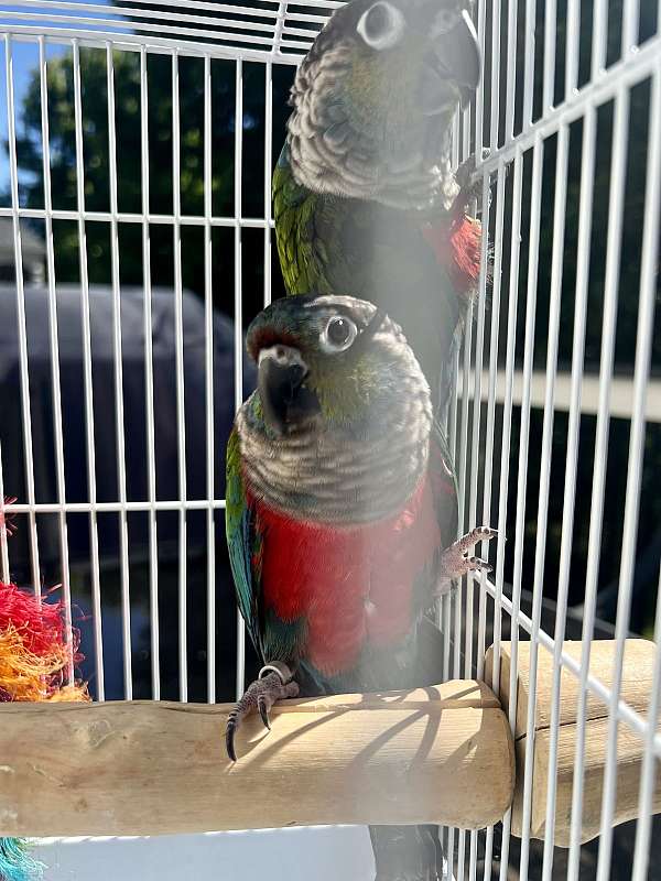 bonded-pair-conure-crimson-bellied-conure-for-sale