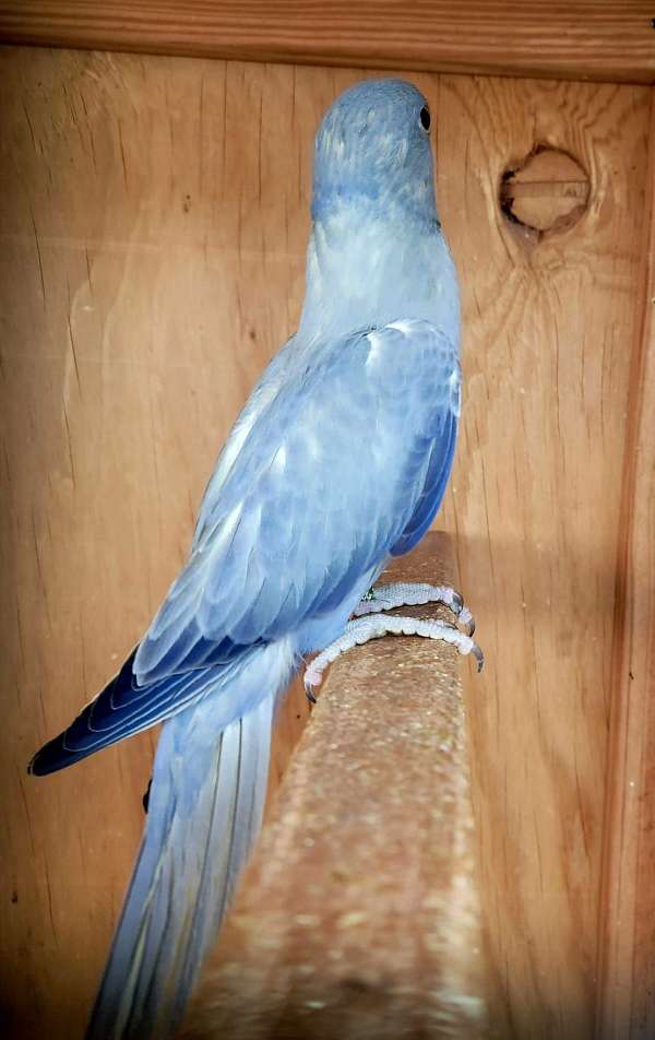 ringneck-parakeet-for-sale