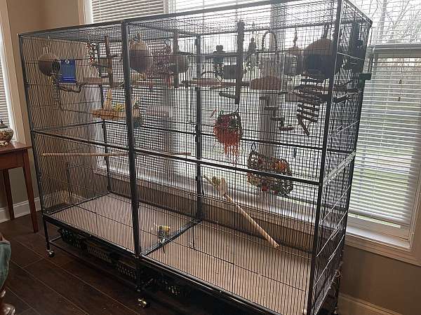 bird-for-sale-in-lawrenceburg-ky