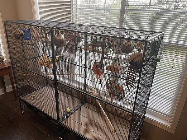 budgerigar-parakeet-for-sale-in-lawrenceburg-ky