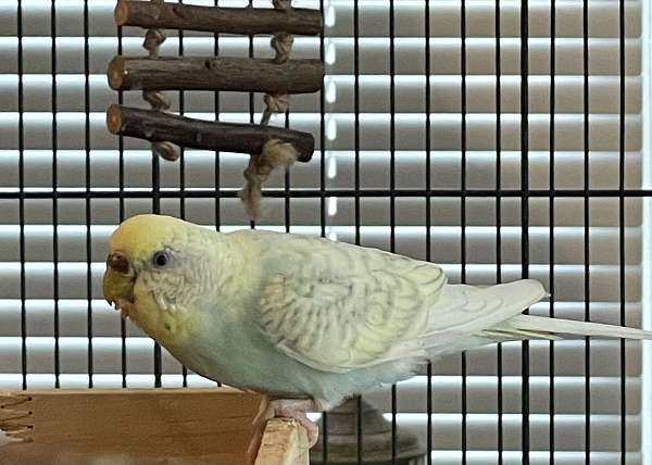 albino-bird-for-sale-in-lawrenceburg-ky