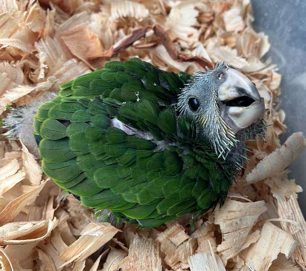 orange-winged-amazon-parrot-for-sale-in-milton-fl