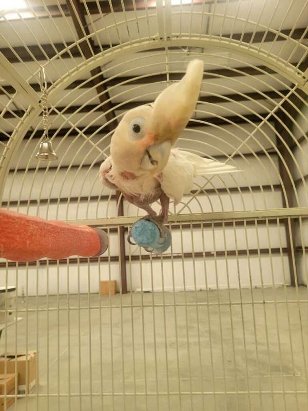 goffin-cockatoo-bird-rescue