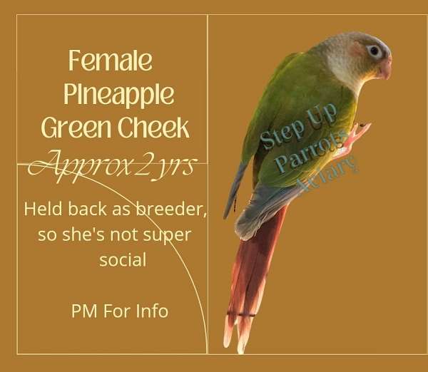 green-cheek-conure-for-sale