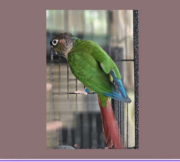 green-cheek-conure-for-sale