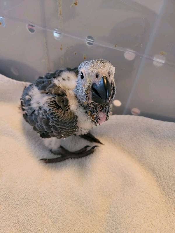 congo-african-grey-parrot-for-sale-in-dixon-ca