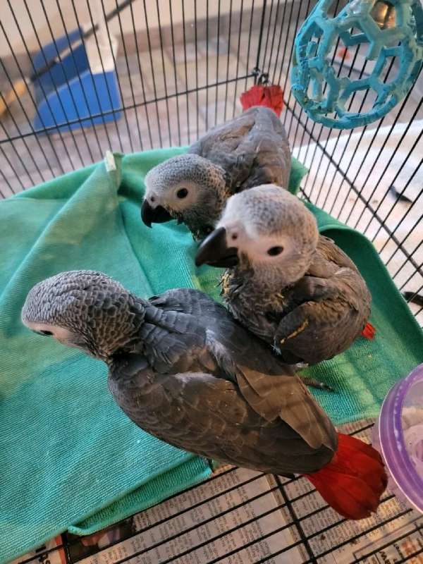 bird-parrot-for-sale-in-dixon-ca