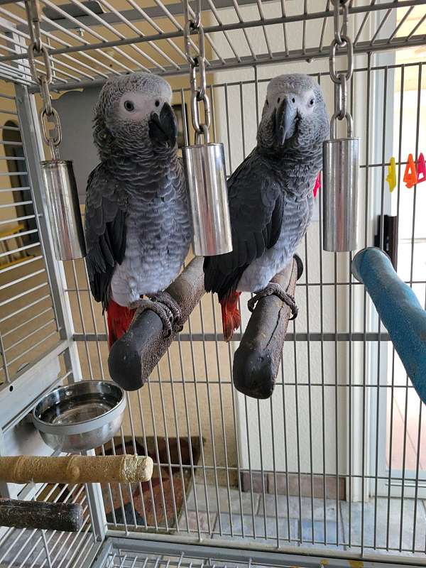 tame-bird-for-sale-in-dixon-ca