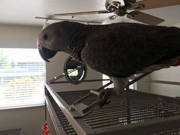 congo-african-grey-parrot-for-sale