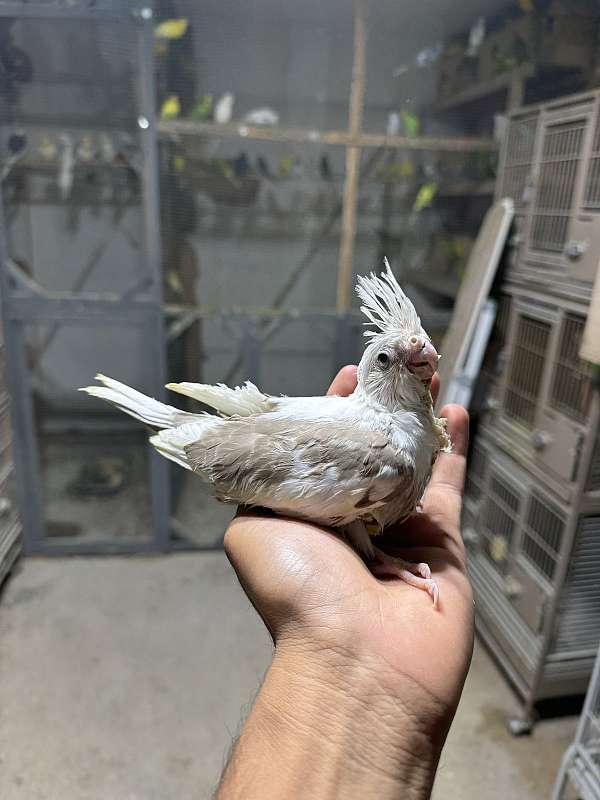 cockatiel-for-sale