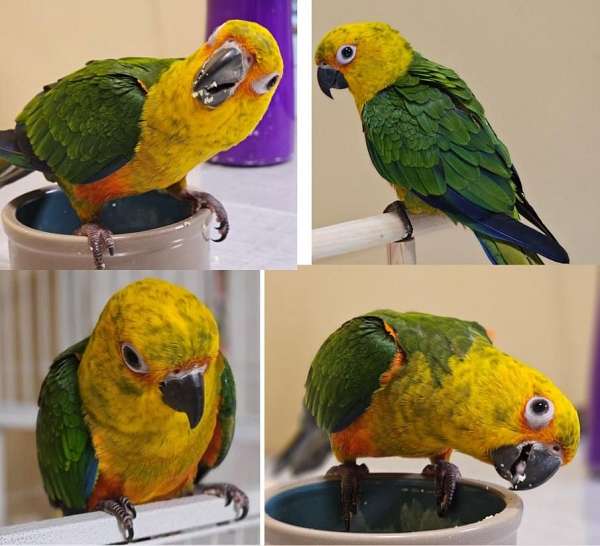 handfed-playful-conure-jenday-conure-for-sale