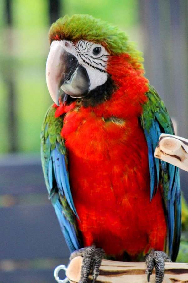 orange-white-macaw-for-sale