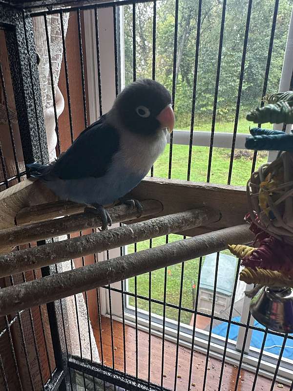 baby-bird-for-sale-in-catonsville-md