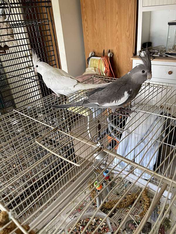 cockatiel-for-sale