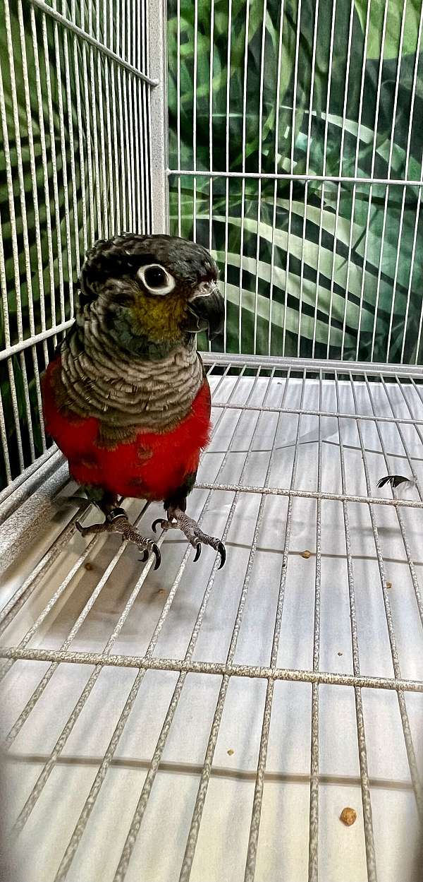 crimson-bellied-conure-for-sale