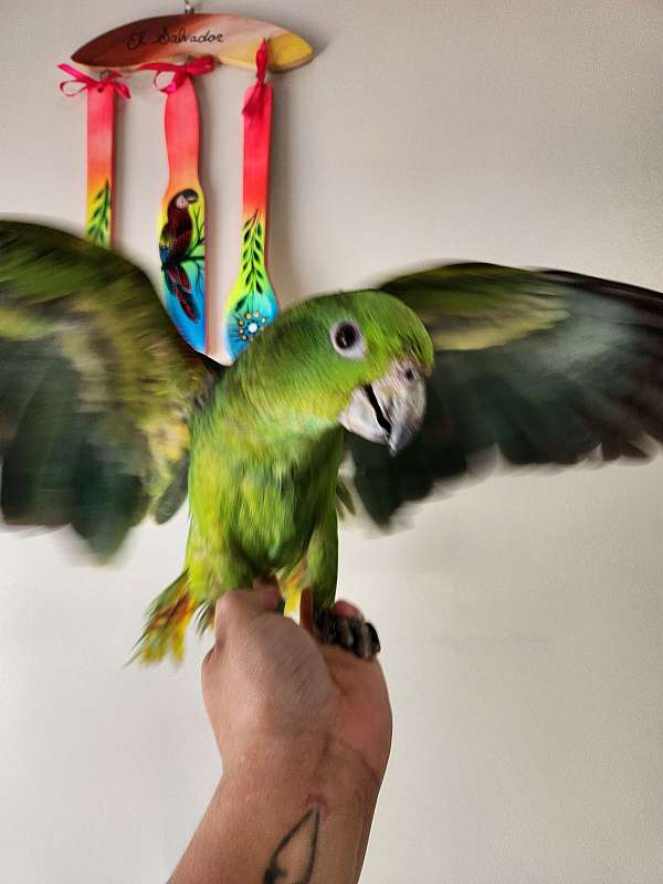 yellow-naped-amazon-parrot-for-sale