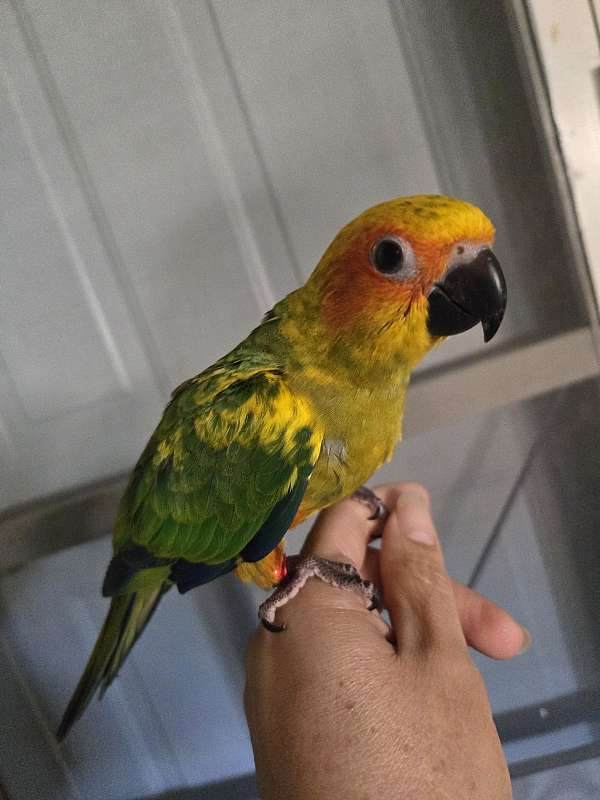 sun-conure-for-sale