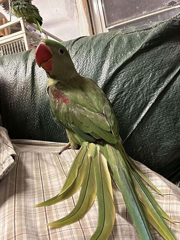 alexadrine-parakeet-for-sale