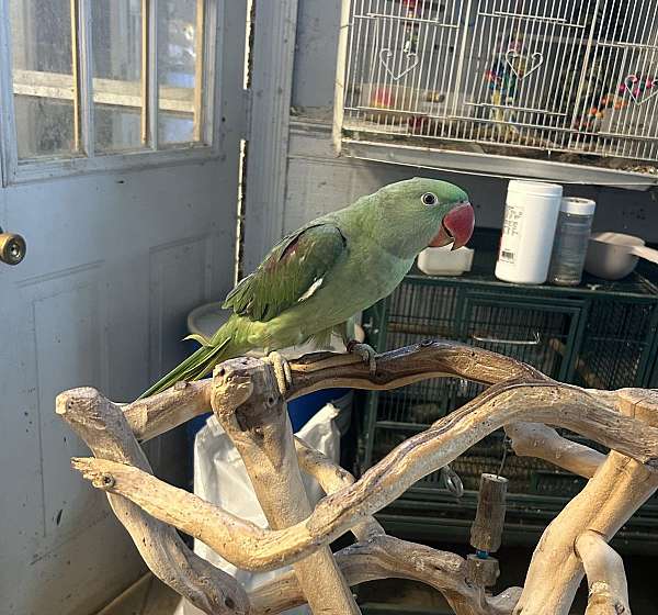 baby-alexadrine-parakeet-for-sale