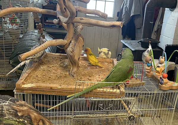 male-female-bird-for-sale