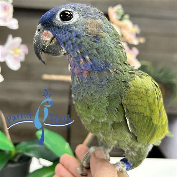 Baby Blue Headed Pionus Available at Parrot Stars!