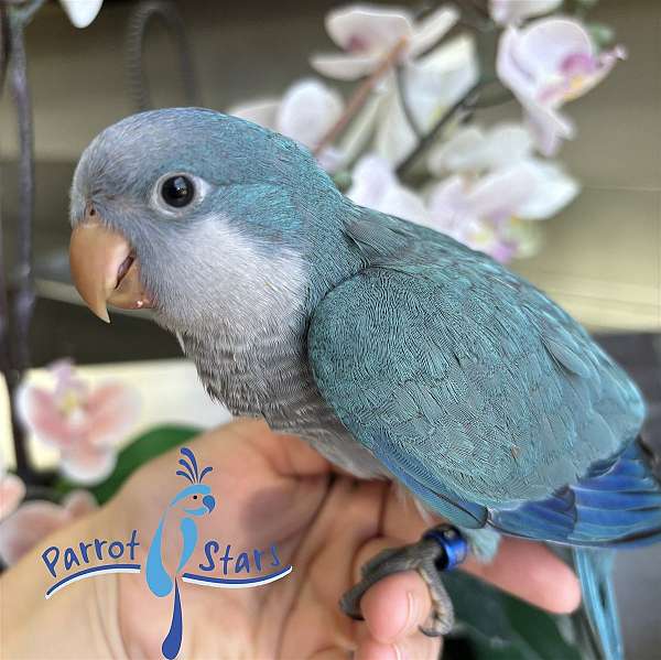 Baby Blue Quaker Parrot Available at Parrot Stars!