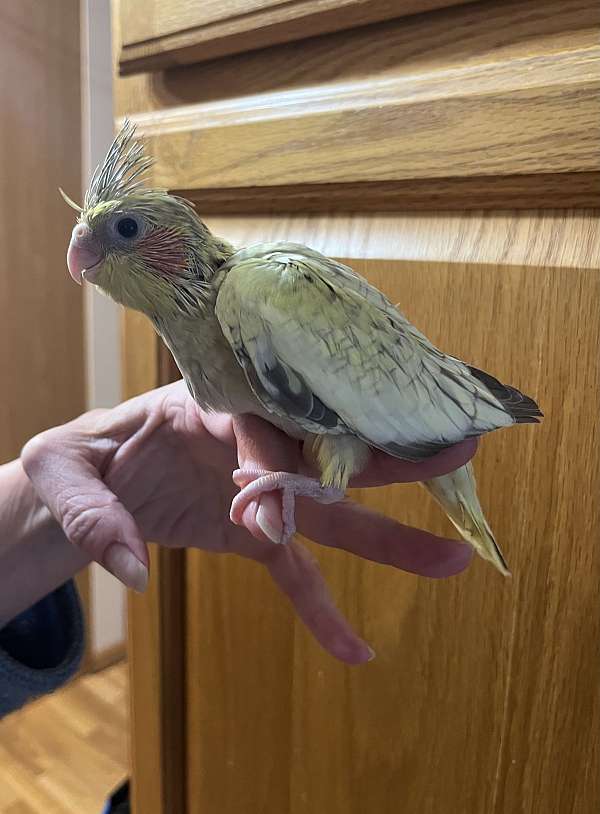 baby-bird-for-sale-in-mountain-iron-mn