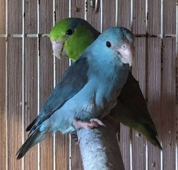 parrotlet-for-sale-in-cleveland-ga