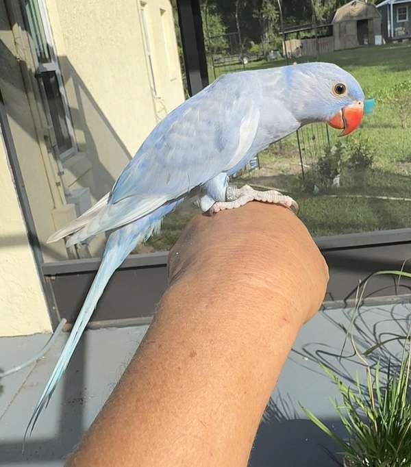 bird-for-sale-in-dade-city-fl